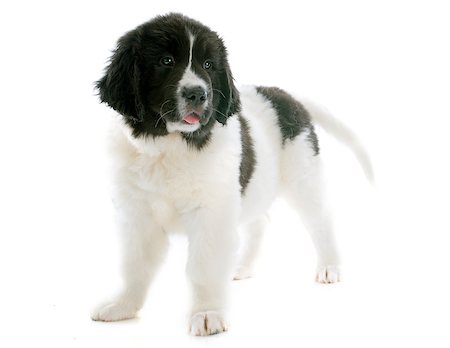 purebred puppy landseer in front of white background Stock Photo - Budget Royalty-Free & Subscription, Code: 400-07421330