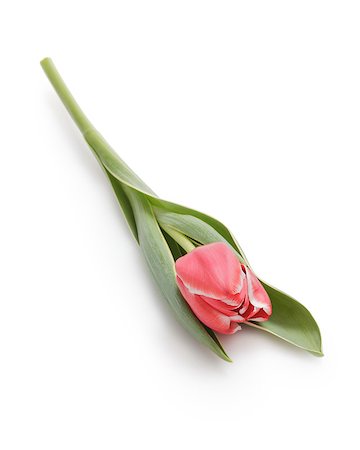 simsearch:400-05333490,k - one red tulip, isolated on white background Photographie de stock - Aubaine LD & Abonnement, Code: 400-07421344