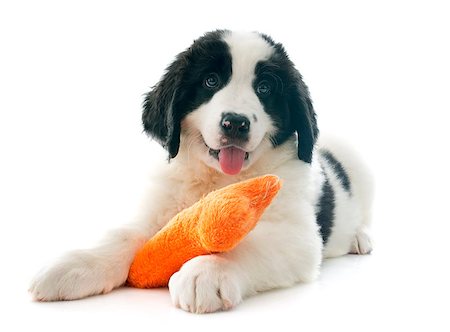 purebred puppy landseer in front of white background Stock Photo - Budget Royalty-Free & Subscription, Code: 400-07421514