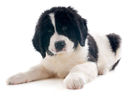 purebred puppy landseer in front of white background Stock Photo - Budget Royalty-Free & Subscription, Code: 400-07421512