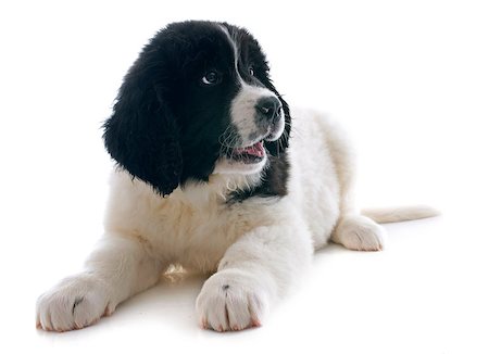 purebred puppy landseer in front of white background Stock Photo - Budget Royalty-Free & Subscription, Code: 400-07421513
