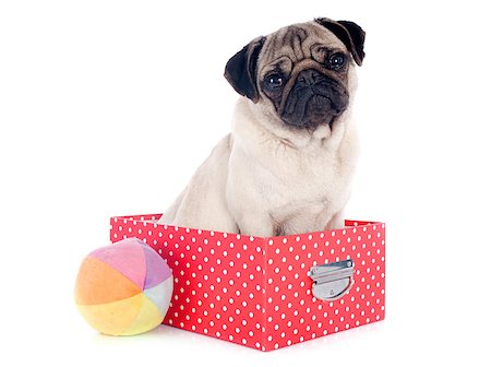 young pug in box in front of white background Stock Photo - Budget Royalty-Free & Subscription, Code: 400-07421539
