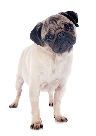 pug, not people - young pug in front of white background Stock Photo - Budget Royalty-Free & Subscription, Code: 400-07421530