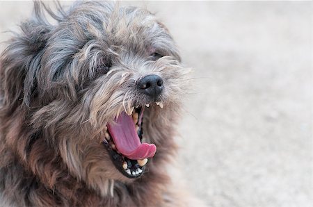 dog muzzle - Lhasa Apso dog yawning Stock Photo - Budget Royalty-Free & Subscription, Code: 400-07421988