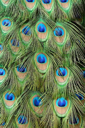 beautful feather of Indian peafowl (Pavo cristatus) Foto de stock - Super Valor sin royalties y Suscripción, Código: 400-07422048