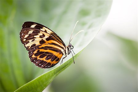 simsearch:400-07826173,k - An image of a nice nymphalidae butterfly Stockbilder - Microstock & Abonnement, Bildnummer: 400-07422368