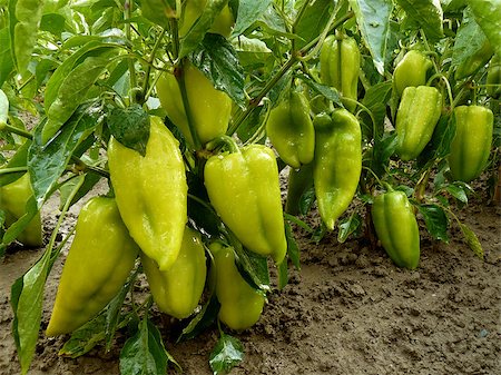 simsearch:400-05356597,k - unripe sweet peppers growing in a garden Stock Photo - Budget Royalty-Free & Subscription, Code: 400-07422379