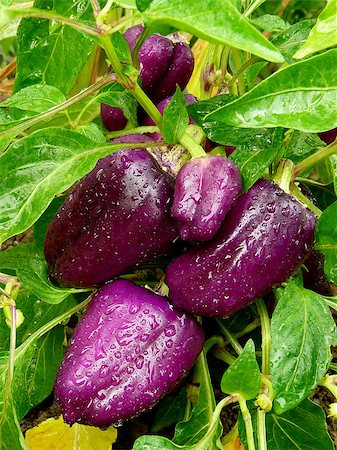 paprika in water - purple sweet peppers ripening in a kitchen garden Stock Photo - Budget Royalty-Free & Subscription, Code: 400-07422385
