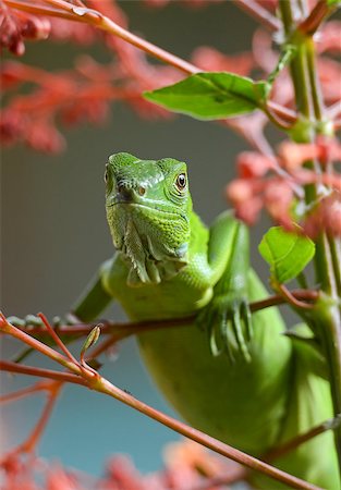 simsearch:400-05734049,k - Green lizard staring at the camera over a branch Stock Photo - Budget Royalty-Free & Subscription, Code: 400-07422542
