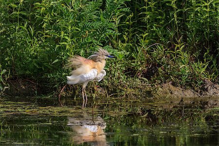 simsearch:400-06390678,k - Squacco Heron (Ardeola ralloides) standing in a lake. Comana Natural Park, Romania Stockbilder - Microstock & Abonnement, Bildnummer: 400-07422989