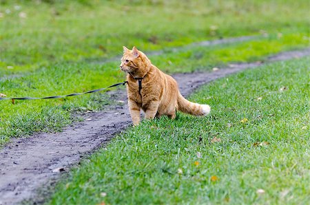 Red cat walking through the green grass on a leash stares into the distance Photographie de stock - Aubaine LD & Abonnement, Code: 400-07423199