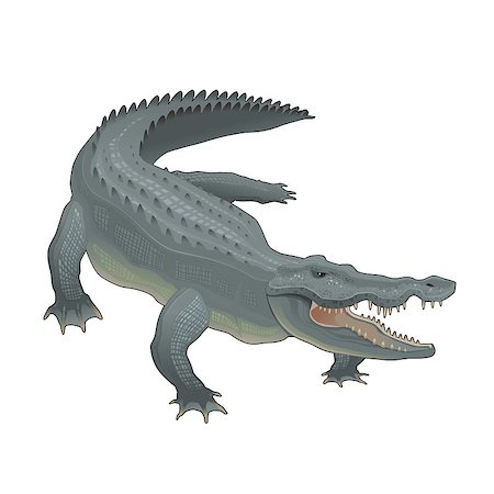 Crocodile. Vector isolated animal. Stock Photo - Budget Royalty-Free & Subscription, Code: 400-07423213