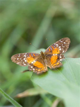 simsearch:400-07826173,k - An image of a nice nymphalidae butterfly Stockbilder - Microstock & Abonnement, Bildnummer: 400-07423227