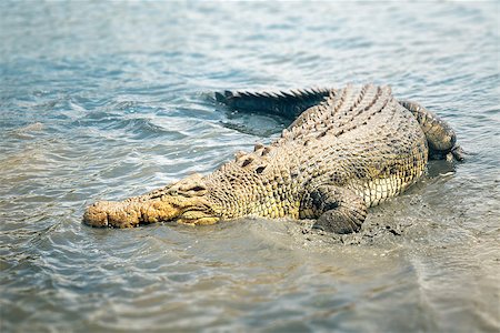 An image of a big australian crocodile Stock Photo - Budget Royalty-Free & Subscription, Code: 400-07423228