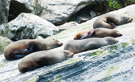 Fur seals (Arctocephalus forsteri) colony in Milford Sound, Fiordland National Park. Southland - New Zealand Foto de stock - Royalty-Free Super Valor e Assinatura, Número: 400-07423346