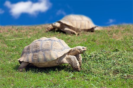 Two large tortoises on grass on a sunny day Photographie de stock - Aubaine LD & Abonnement, Code: 400-07423510