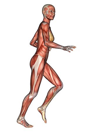 3D digital render of a running female anatomy figure with muscles map isolated on white background Stock Photo - Budget Royalty-Free & Subscription, Code: 400-07423655