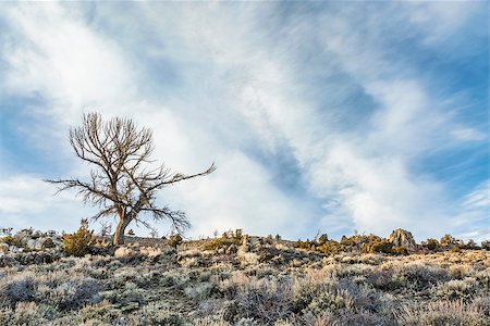 silhouette of a dead tree against field of sagebrush and rocks in North Park, Colorado Photographie de stock - Aubaine LD & Abonnement, Code: 400-07423773