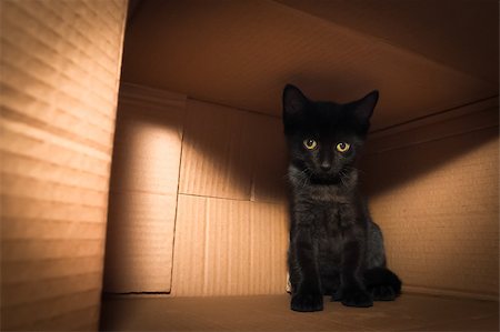 cute black kitten hiding in the shadows of a cardboard box Stock Photo - Budget Royalty-Free & Subscription, Code: 400-07430087