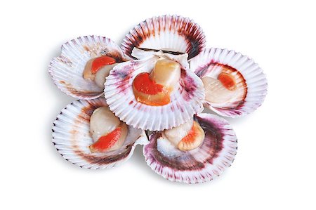 simsearch:400-04406446,k - half a dozen fresh opened scallop shell isolated on white background Stock Photo - Budget Royalty-Free & Subscription, Code: 400-07430104