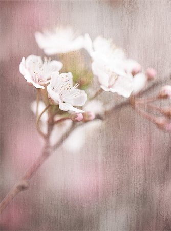 effacé - Blooming tree vintage background, cherry blossom, abstract soft color floral background, fresh white flowers, spring garden seasonal nature, vintage style fine art photo Photographie de stock - Aubaine LD & Abonnement, Code: 400-07430287