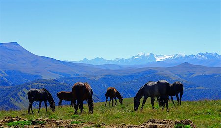 simsearch:862-08274072,k - Horses on the summer autumn caucasus meadow Stockbilder - Microstock & Abonnement, Bildnummer: 400-07430363