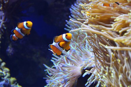 simsearch:400-07430410,k - Cute orange white clown fish in the reef. Stock Photo - Budget Royalty-Free & Subscription, Code: 400-07430410