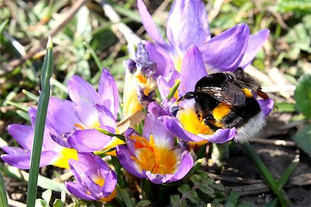 a bee on a purple crocuses in the garden Stockbilder - Microstock & Abonnement, Bildnummer: 400-07430423