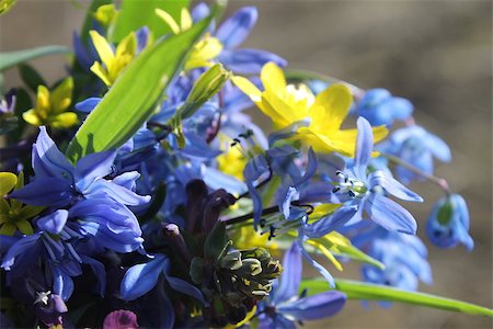 The first spring flowers bouquet Stockbilder - Microstock & Abonnement, Bildnummer: 400-07430581