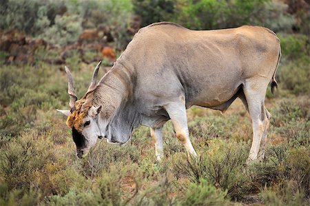Large male eland antelope (Tragelaphus oryx) feeding, South Africa Photographie de stock - Aubaine LD & Abonnement, Code: 400-07430705