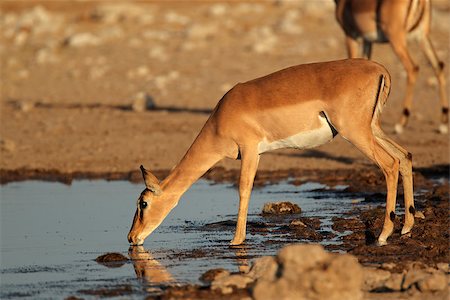 simsearch:400-07430708,k - Impala antelope (Aepyceros melampus) drinking at a waterhole, Etosha National Park, Namibia Stock Photo - Budget Royalty-Free & Subscription, Code: 400-07430708