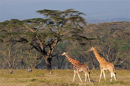 Rare Rothschilds giraffes (Giraffa camelopardalis rothschildi), Lake Nakuru National Park, Kenya Photographie de stock - Aubaine LD & Abonnement, Code: 400-07430715