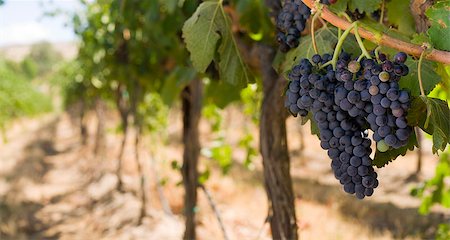 simsearch:625-00804551,k - Grapes on the Vine in Sunny Valley Farm Field Stock Photo - Budget Royalty-Free & Subscription, Code: 400-07444720