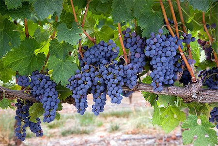 simsearch:400-07313608,k - Amazing succulent Grapes on the Vine just before harvest Foto de stock - Super Valor sin royalties y Suscripción, Código: 400-07444721
