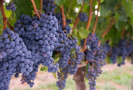 simsearch:400-07313608,k - Amazing succulent Grapes on the Vine just before harvest Foto de stock - Super Valor sin royalties y Suscripción, Código: 400-07444722