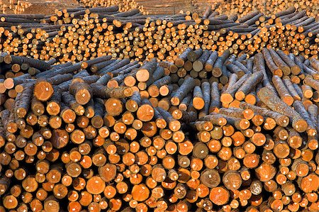 pulp industry - Wood log pile background Stock Photo - Budget Royalty-Free & Subscription, Code: 400-07444739