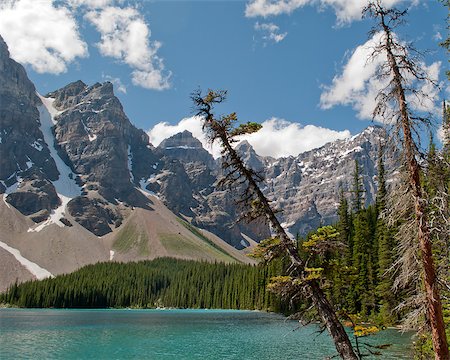 pines lake canada - Weathered trees at Moraine Lake, Canadian Rockies, Banff National Park, Canada Stock Photo - Budget Royalty-Free & Subscription, Code: 400-07445132