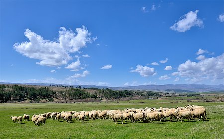 Sheep on the field from Macedonia Stock Photo - Budget Royalty-Free & Subscription, Code: 400-07445143