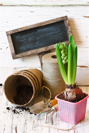 simsearch:400-08252596,k - Spring time. Beautiful spring hyacinth flower and gardening tools on a white wood background. Photographie de stock - Aubaine LD & Abonnement, Code: 400-07445515