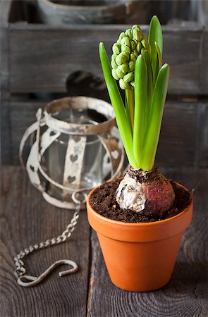 simsearch:400-07427493,k - Spring hyacinth flower in pot on a wooden garden board. Foto de stock - Royalty-Free Super Valor e Assinatura, Número: 400-07445541