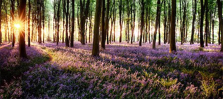 Long shadows in bluebell woods at sunrise Foto de stock - Royalty-Free Super Valor e Assinatura, Número: 400-07445935