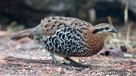partridge - This photo was taken in Northern Thailand ,CHIANG MAI (DOI LANG). Stock Photo - Budget Royalty-Free & Subscription, Code: 400-07446295