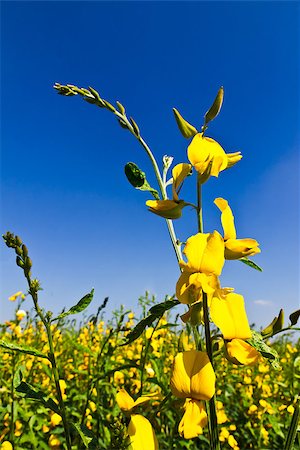 Rural Meadow Covered with Yellow Flowers and blue sky Stock Photo - Budget Royalty-Free & Subscription, Code: 400-07449235