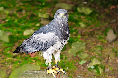 Aguja Geranoaetus melanoleucus sitting on the support Stock Photo - Budget Royalty-Free & Subscription, Code: 400-07449260