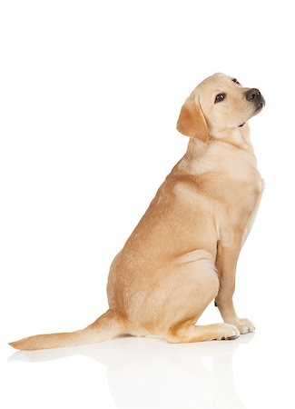 simsearch:400-05890888,k - Beautiful Labrador retriever, champagne colored, isolated on white background Foto de stock - Royalty-Free Super Valor e Assinatura, Número: 400-07449289