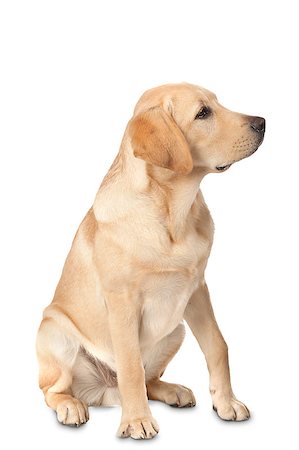 simsearch:400-05890888,k - Beautiful Labrador retriever, champagne colored, isolated on white background Foto de stock - Royalty-Free Super Valor e Assinatura, Número: 400-07449295