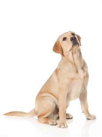 simsearch:400-05890888,k - Beautiful Labrador retriever, champagne colored, isolated on white background Foto de stock - Royalty-Free Super Valor e Assinatura, Número: 400-07449297