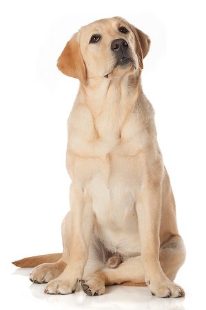 Beautiful Labrador retriever, champagne colored, isolated on white background Stock Photo - Budget Royalty-Free & Subscription, Code: 400-07449298