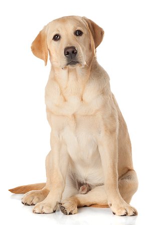 simsearch:400-05890888,k - Beautiful Labrador retriever, champagne colored, isolated on white background Foto de stock - Royalty-Free Super Valor e Assinatura, Número: 400-07449299