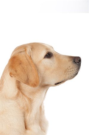 simsearch:400-05890888,k - Beautiful Labrador retriever, champagne colored, isolated on white background Foto de stock - Royalty-Free Super Valor e Assinatura, Número: 400-07449291